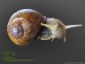 Helix pomatia - 